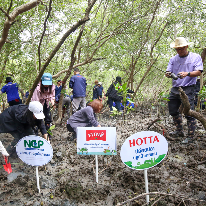 NCP ปล่อยปลา ปลูกป่าชายเลน เฉลิมพระเกียรติฯ พระบรมราชชนนีพันปีหลวง